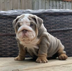 English bulldog puppies available for delivery