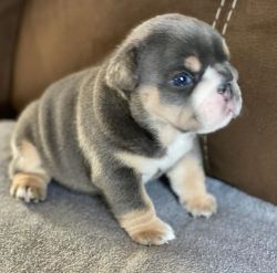 Amazing and Healthy Male and Female English bulldog puppies