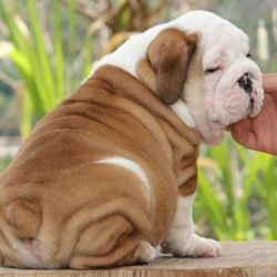 Akc Registered English Bulldogs Puppies For Sal