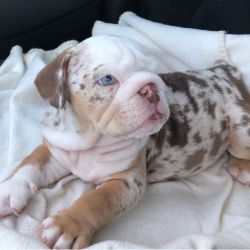 Akc Male and Female English bulldog puppies available for delivery now