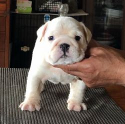 Ready for delivery now. Males and females English bulldog puppies