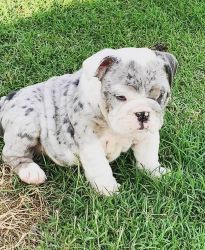Beautiful English bulldog puppy for sale female