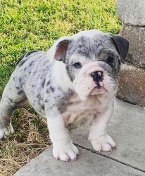English bulldog puppy for sale female