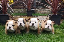 Cute English Bulldog Puppies