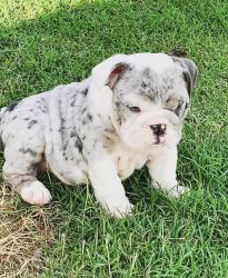 English bulldog puppy for sale male & female