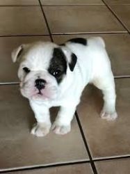 Cute and lovely English Bulldog puppies for sale
