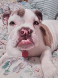 English Bulldog 5 months old housetrained