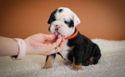 Registered English Bulldog pups for sale
