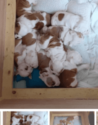 Red And White Puppies 2 Girls 2 Boys