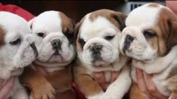 lovely puppies