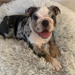 English bulldog puppies ready for delivery now
