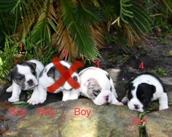 Im looking to sale my English Bulldog puppies Please