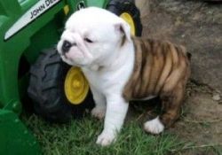Adorable male and female English bulldog puppies ready now