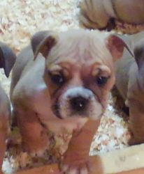 Female English Bulldog Puppy