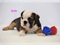 Stunning New Born English Bulldog Puppies Seeking for re-homing / Exot