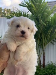 cute playful puppies available for new location