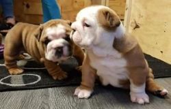 white and brown English bulldog pups for sale