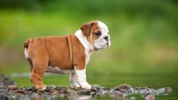 English Bulldog Puppies for Sale NYC - Central Park Puppies
