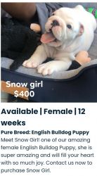 English bulldog for sale to anywhere in usa and canada