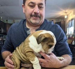 Young English Bulldog Puppies for sale