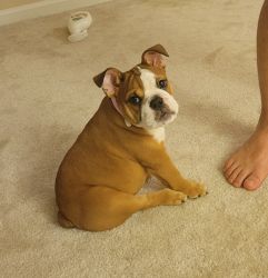 Puppy English Bulldog – 3 months – Female