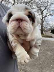 Bulldog Puppy For sale