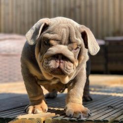 AKC English Bulldog puppies for adoption and rehoming.