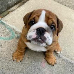 TOP QUALITY bulldog puppies for adoption