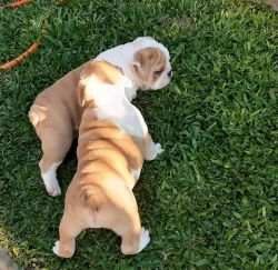 English bulldog puppies,2 months Available for reserve