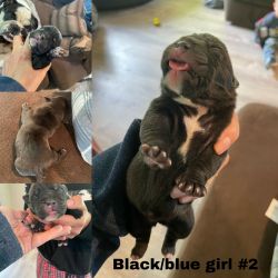 English Bulldog puppies (new born