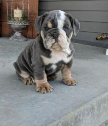 Adorable Sweet puppies and full of Wrinkles!