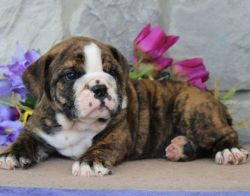 4x English bulldogs looking for a new home .