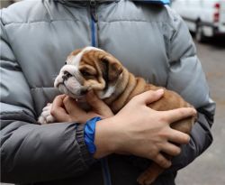 Bugs English Bulldog Puppies for Adoption