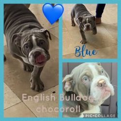 English Bulldog chocoroll