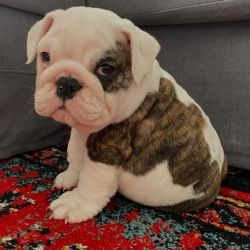 British charming Bulldogs available for sale