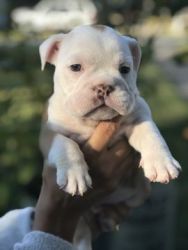 English bulldog available now get yours