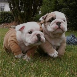Baby's for sale English Bulldogs Available now