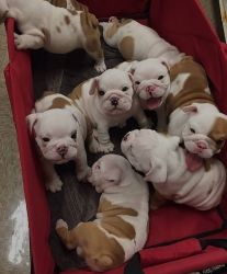 English Bulldogs for sale now