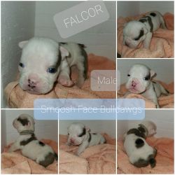 Falcor- English Bulldog Male