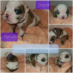 Oracle- English Bulldog Female