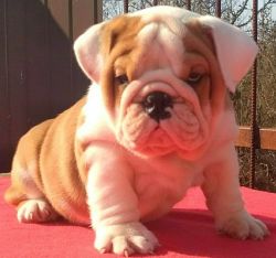 We have 2 English bulldogs for sale