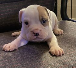 Oldie/English puppies for sale