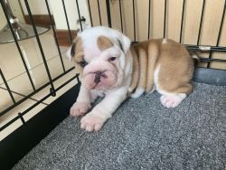 English Bulldog Pups For Adoption