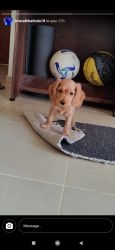 English cocker spaniel 2 months for sale