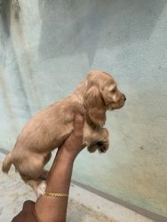 I want to sell cocker spaniels puppies 35 day old puppies