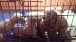 Cocker spanial puppies available