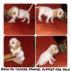 English cocker spaniel puppies for sale
