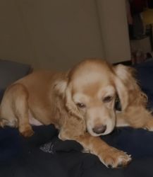 11 month old cockerspaniel for sale