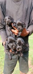 English Cocker Spaniel For Sale in Hyderabad