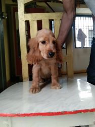 I Have Puppy Of English Cocker If You Want Buy In Under 13000